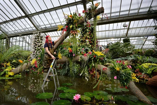 An employee poses for pictures with an orchid display during a photocall for the 2014 “Orchids Festival” at the Royal Botanic Gardens in Kew, west of London, on February 6, 2014. (Photo by Ben Stansall/AFP Photo)