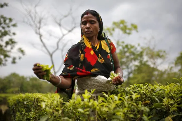 A tea garden worker plucks tea leaves inside Aideobarie Tea Estate in Jorhat in Assam, India, April 21, 2015. (Photo by Ahmad Masood/Reuters)