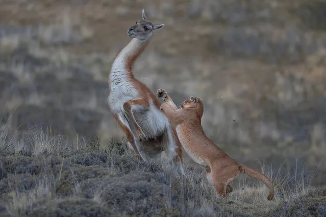 The moment a puma tries to take down a full-grown female llama on the Torres del Paine, Chile. (Photo by Ingo Arndt/National Geographic/World Press Photo 2019)