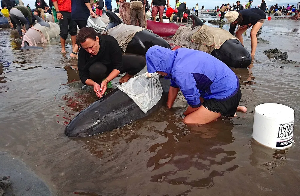 New Zealand Rescuers Refloat 100 Stranded Whales