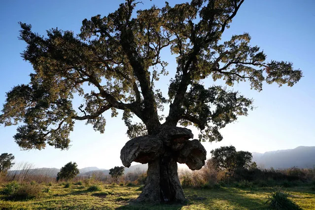 A cork oak with its stem resembling a large bird, chosen as the French Tree of the Year in 2018, is pictured in Ghisonaccia on the French Mediterranean island of Corsica on February 14, 2019. This cork oak has been elected as France's Tree of the Year 2018 and will represent France in the 'European Tree of the Year 2019' contest on February 28, 2019. It is estimated to be between 15 and 18 meters high and measures 4,8 meters in circumference. The particular form of its trunk resembling a large bird is believed to have been caused by weather, hence its name “Arbarucellu”, meaning tree-bird in the Corsican language. (Photo by Pascal Pochard-Casabianca/AFP Photo)