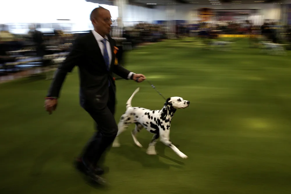 Westminster Kennel Club Dog Show 2017, Part 2