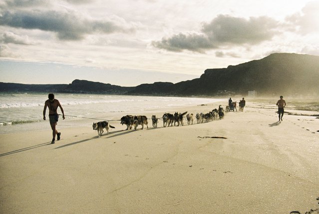 Dogs and mushers train on the beach of Muizenberg, in the late afternoon not to tire the huskies, on Muizenberg beach in Cape Town on November 13, 2021. Locals and holiday makers alike are stunned to see the barking teams of huskies mushing along the white beach at up to 25 km/h (15 m/h) with a sled at the rear. It's the brainchild of husky lover Sam Gunter, 43, who realised the breed, though very popular locally, were not getting the amount of exercise they needed.
He built two sleds and invited husky owners to bring their hounds to Muizenberg beach outside of Cape Town each Saturday. (Photo by Alessandro Iovino/AFP Photo)