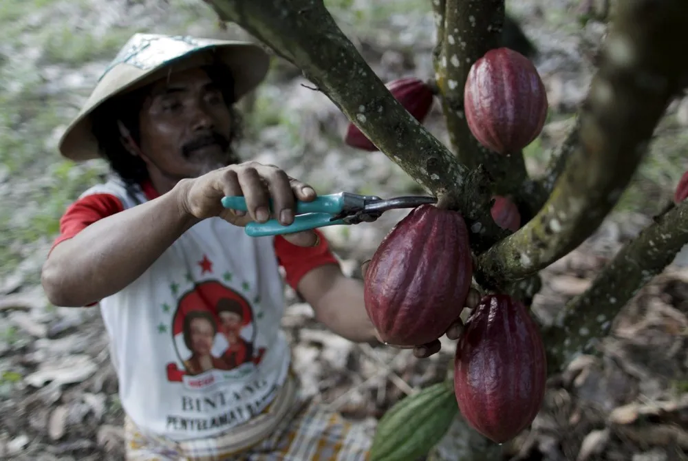 Cocoa Plantation in South Sulawesi