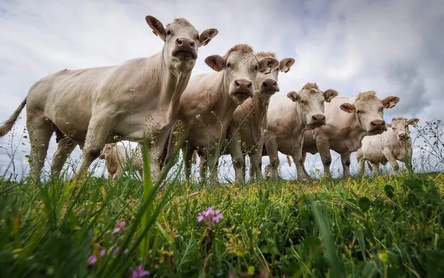 Charolais cows are pictured in a field on April 26, 2019 in La Jauniere near Chiché, Western France. (Photo by Guillaume Souvant/AFP Photo)