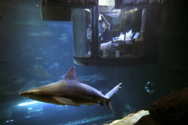 People look at sharks from an underwater room structure installed in the Aquarium of Paris, France, March 14, 2016. Airbnb and the Aquarium of Paris offer contest winners a night underwater sleeping with sharks and create a research platform for “misunderstood” shark species. (Photo by Charles Platiau/Reuters)