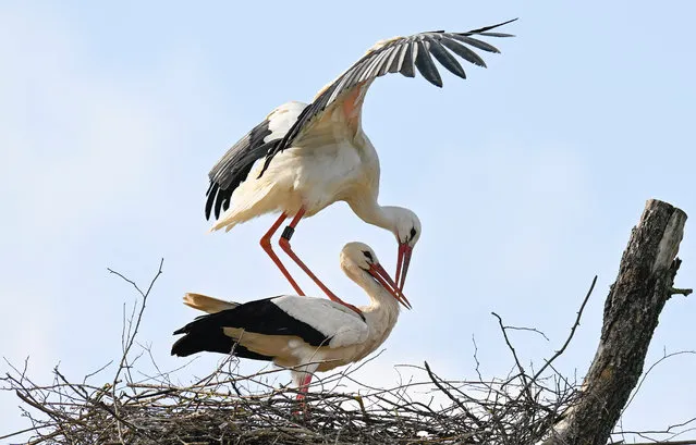 White storks (ciconia ciconia) are pictured mating in their nest near Cleebronn, southern Germany on March 21, 2024. (Photo by Thomas Kienzle/AFP Photo)