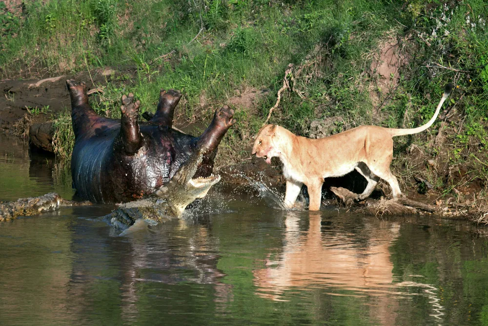 Lion Fights Crocs over Hippo