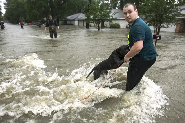 Taylor McKenzie holds on to his dog, Big Black, as he walks out of high water in the Timber Lakes Timber Ridge subdivision on Monday, April 18, 2016, in The Woodlands, Texas. More than a foot of rain fell Monday in parts of Houston, submerging scores of subdivisions and several major interstate highways, forcing the closure of schools and knocking out power to thousands of residents who were urged to shelter in place. (Photo by Brett Coomer/Houston Chronicle via AP Photo)