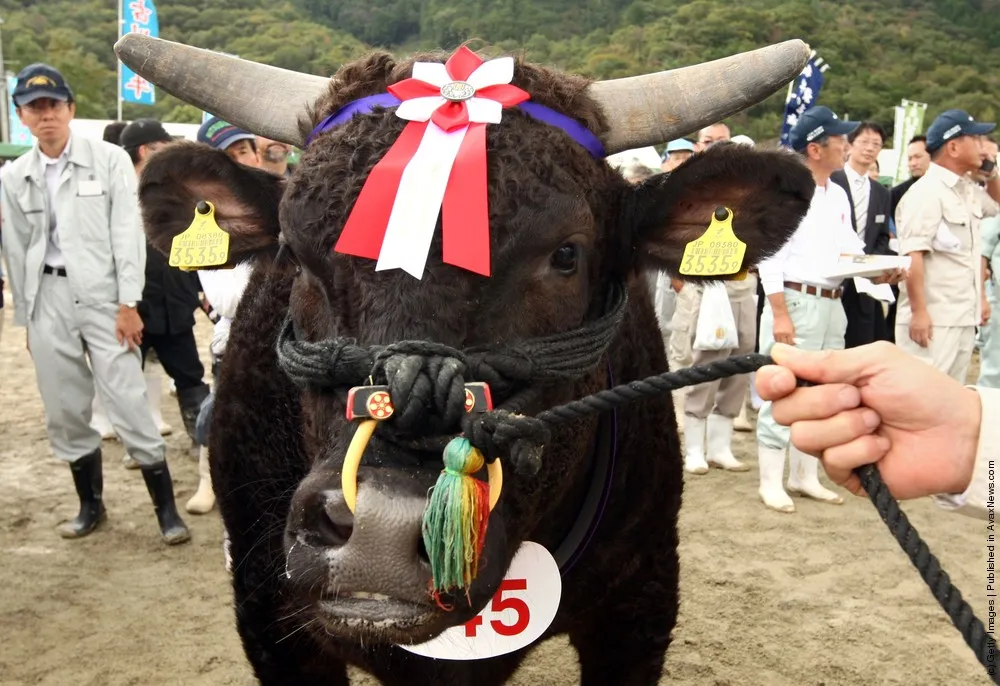 auction-takes-place-to-decide-the-most-expensive-beef-in-hyogo