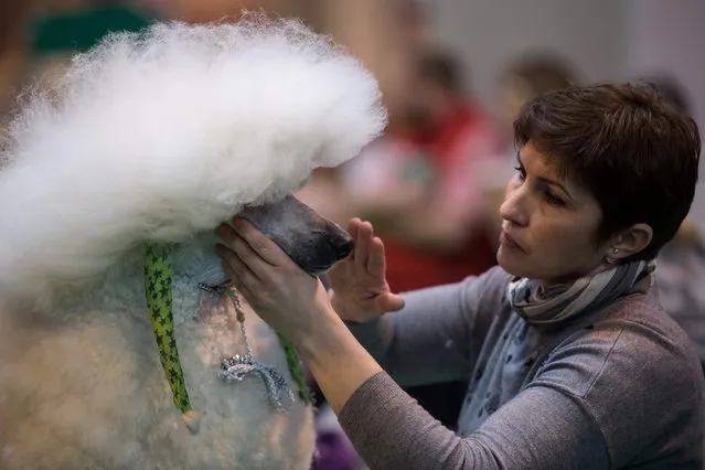 A woman grooms a Poodle dog on the second day of the Crufts dog show at the National Exhibition Centre in Birmingham, central England, on March 10, 2017. (Photo by Oli Scarff/AFP Photo)