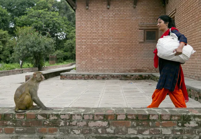 In this July 8, 2019, photo, Saraswati Dangol arrives with a sack of roti or flat bread to feed monkeys near Pashupatinath temple in Kathmandu, Nepal. In the forests of Nepal's capital Kathmandu near the revered Hindu temple of Pashupatinath, some 300 monkeys eagerly await their pieces of roti or flat bread every day. For the past four years, Dangol has been bringing the bread every day to feed the monkeys. She buys some 10 kilograms (22 pounds) of flour and spends hours cooking the roti, traveling to the forest temple and feeding them daily. (Photo by Niranjan Shrestha/AP Photo)