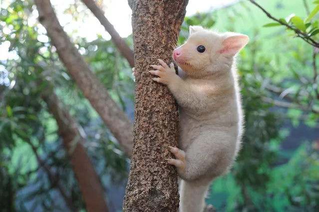 Golden Brushtail Possum