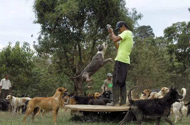 Johnny Jarquin plays with a stray dog at Territorio de Zaguates or “Land of the Strays” dog sanctuary in Carrizal de Alajuela, Costa Rica, April 20, 2016. (Photo by Juan Carlos Ulate/Reuters)