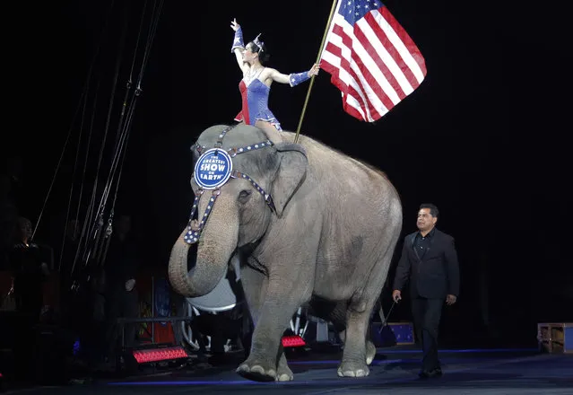 An Asian elephant performs during the national anthem for the final time at the Ringling Bros. and Barnum & Bailey Circus, Sunday, May 1, 2016, in Providence, R.I. The circus closes its own chapter on a controversial practice that has entertained audiences since circuses began in America two centuries ago. The animals will live at the Ringling Bros. 200-acre Center for Elephant Conservation in Florida. (Photo by Bill Sikes/AP Photo)