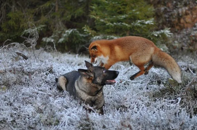 Life Fox And Hound