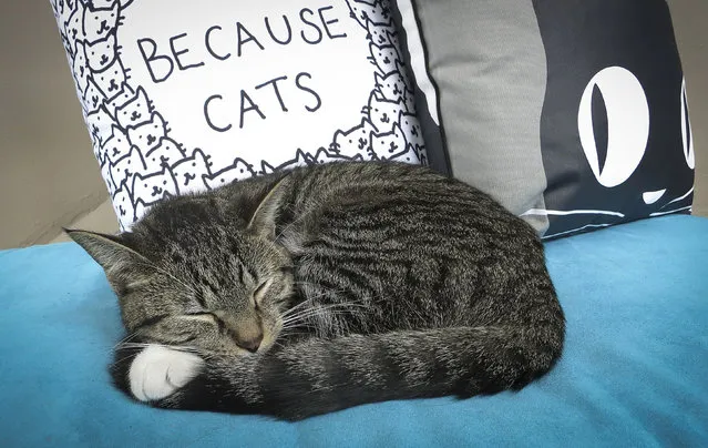 A cat sleeps on a cushion at the cat cafe in New York April 23, 2014. The cat cafe is a pop-up promotional cafe that features cats and beverages in the Bowery section of Manhattan. (Photo by Carlo Allegri/Reuters)