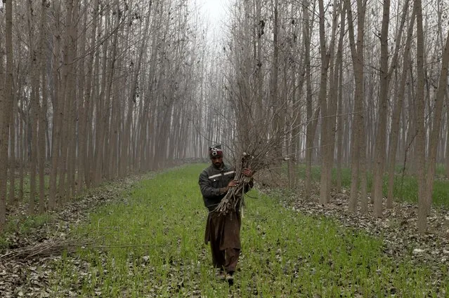 A man collects wood to be used as fuel for cooking and heating in a field on the outskirts of Peshawar, Pakistan, Wednesday, January 19, 2022. Shortage of natural gas and severe winter conditions has forced people to cut wood and look for other sources of fuel for cooking and keeping their homes warm. (Photo by Muhammad Sajjad/AP Photo)