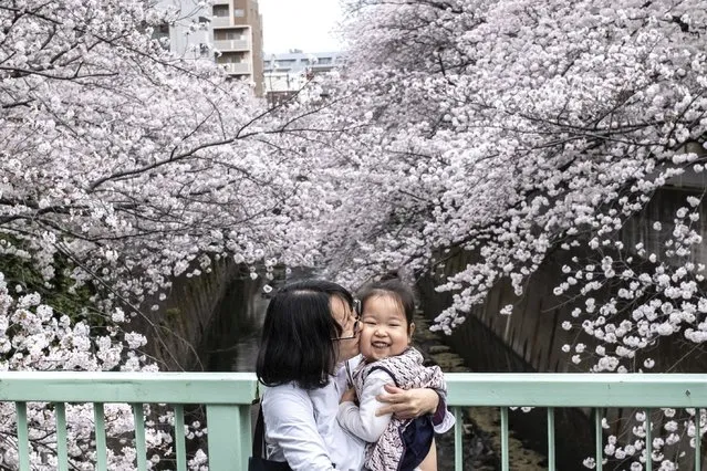 A woman kisses a young girl on a pedestrian bridge over the Edo river surrounded by fully-blossoming cherry trees in Tokyo on March 28, 2022. (Photo by Charly Triballeau/AFP Photo)