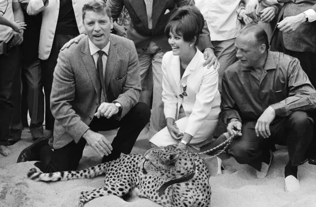 Actors Burt Lancaster and Claudia Cardinale with a real leopard in the Croisette for the presentation of Luchino Visconti's movie “The Leopard” at the XVIth Cannes Film Festival, in Cannes, France, on May 21, 1963. (Photo by Keystone-France/Gamma-Rapho via Getty Images)
