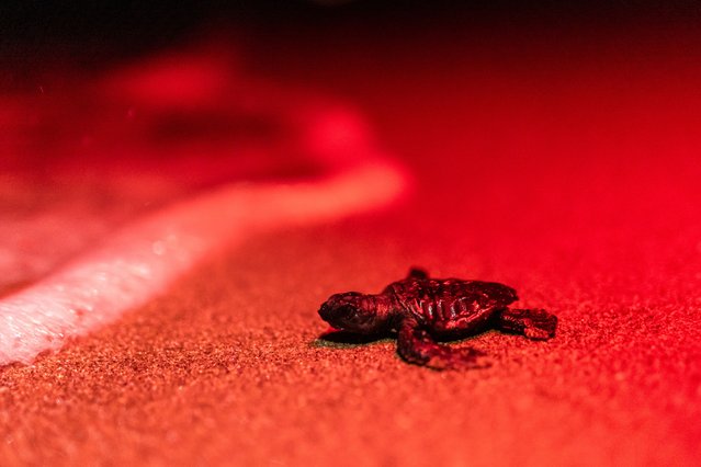 A baby loggerhead (Caretta caretta) heads to the sea in Manavgat, on July 14, 2024. The 10-kilometre coastline, located east of the tourism capital of Antalya, is a major breeding area for the globally endangered loggerheads also known as caretta carettas on the International Union for Conservation of Nature's (IUCN) red list of threatened species. (Photo by Kemal Aslan/AFP Photo)