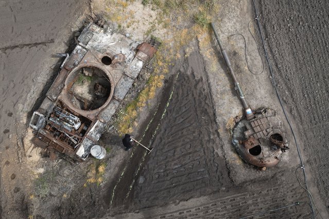 A man plants sunflowers in his garden near a damaged Russian tank and its turret in the village of Velyka Dymerka, Kyiv region, Ukraine, Wednesday, May 17, 2023. (Photo by Efrem Lukatsky/AP Photo)