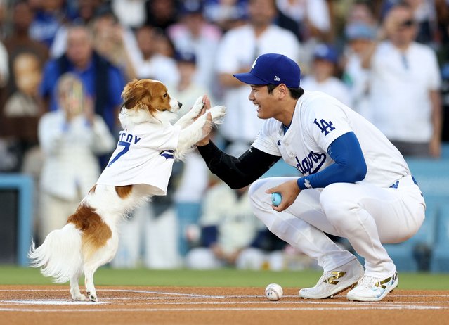 Shohei Ohtani #17 of the Los Angeles Dodgers and his dog Decoy delivers a ceremonial first before the game against the Baltimore Orioles on Shohei Ohtani #17 bobblehead giveaway night at Dodger Stadium on August 28, 2024 in Los Angeles, California. (Photo by Harry How/Getty Images/AFP Photo)