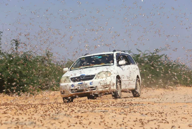 A motorist drives within desert locusts near a grazing land on the outskirt of Dusamareb in Galmudug region, Somalia on December 22, 2019. (Photo by Feisal Omar/Reuters)