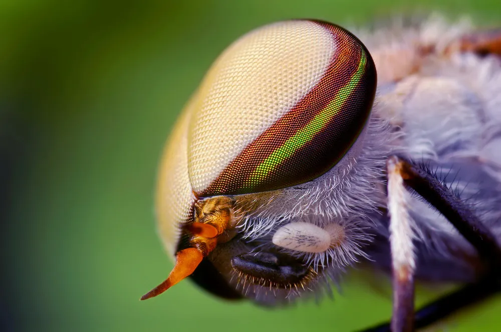 Photographers: Thomas Shahan. Insects Close-Up