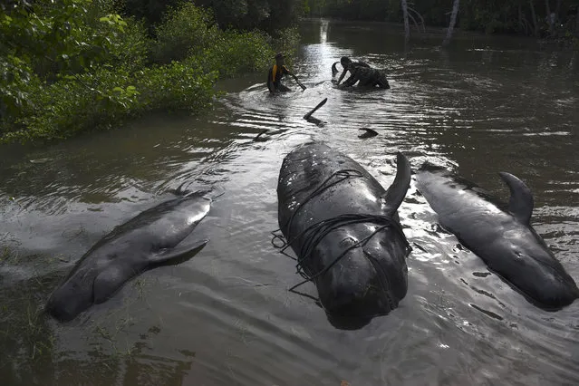 An Indonesian soldier and resident inspect dead whales stranded on the coast of Pesisir beach in Probolinggo, Indonesia, June 16, 2016. (Photo by abur Karuru/Reuters/Antara Foto)