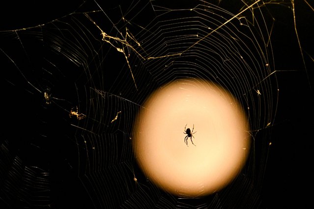 A spider is pictured in front of the full moon, this one also called The Harvest Moon, and one of 4 supermoons this year, in Frankfurt am Main, western Germany on September 17, 2024. Supermoons happen when the moon is closest to earth, and appear bigger than usual. (Photo by Kirill Kudryavtsev/AFP Photo) 