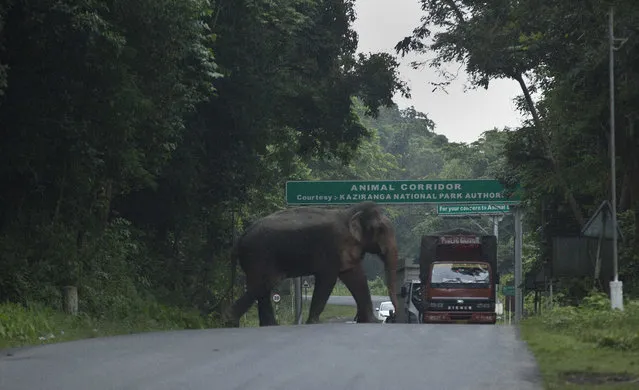 An elephant crosses a highway which passes through the flooded Kaziranga national park, looking for a higher ground, in Kaziranga, 250 kilometers (156 miles) east of Gauhati, India, Monday, July 10, 2017. Police are patrolling for poachers as rhinoceros, deer and buffalo move to higher ground to escape floods inundating an Indian preserve. Kaziranga National Park has the world's largest population of the one-horned rhinoceros and is home to many other wildlife. (Photo by Anupam Nath/AP Photo)