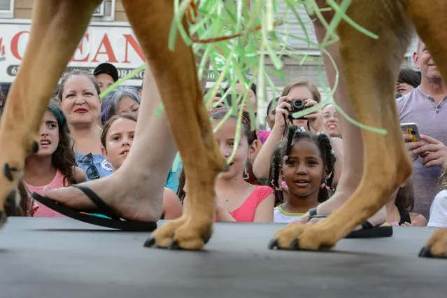 Spectators watch dogs compete on stage during the annual dog fashion show in the Brooklyn borough of New York City, U.S., July 15, 2017. (Photo by Stephanie Keith/Reuters)
