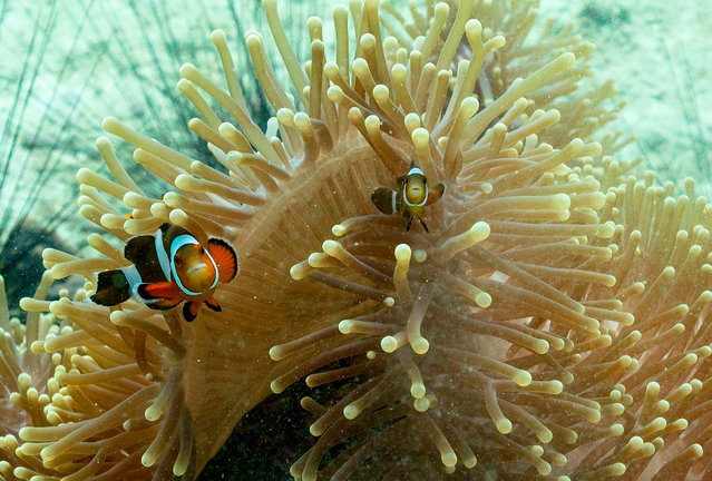 This underwater picture taken on November 18, 2020 shows ocellaris clownfish swimming on an anenome near Koh Lipe island, a popular diving area in the Andaman Sea, off the southern Thai province of Satun. (Photo by Lillian Suwanrumpha/AFP Photo)
