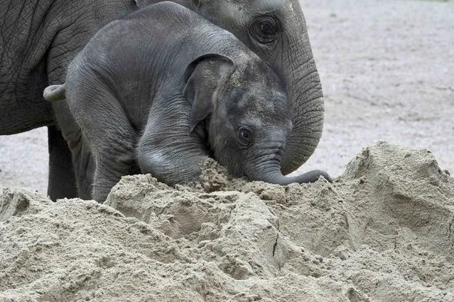 Four-week-old elephant Anjuli plays in the sand in Hagenbeck Zoo in Hamburg, northern Germany August 12, 2015. (Photo by Fabian Bimmer/Reuters)