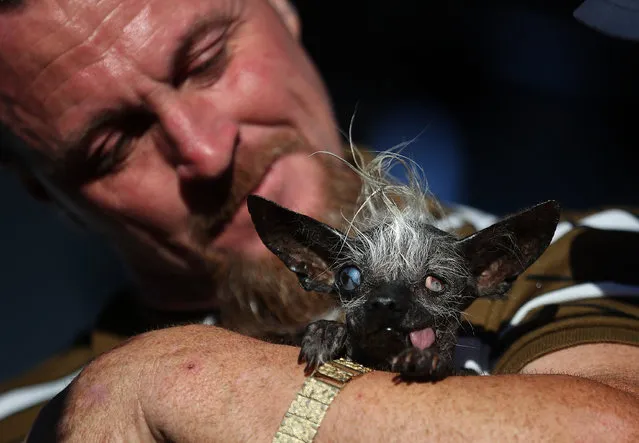 Jason Wurtz of Van Nuys, California, holds his dog Sweepee Rambo after winning the 2016 World's Ugliest Dog contest at the Sonoma-Marin Fair on June 24, 2016 in Petaluma, California. Sweepee Rambo, a blind Chinese Crested dog, won the annual World's Ugliest Dog contest. (Photo by Justin Sullivan/Getty Images)