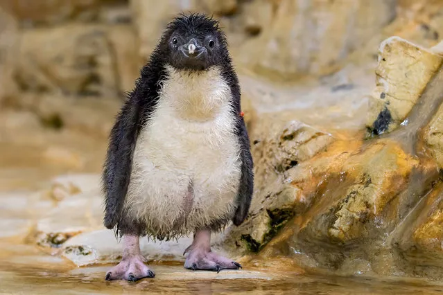 A Southern Rockhopper penguin with a young chick at the Vienna Zoo in Austria on June 6, 2022. (Photo by Daniel Zupanc/Newsflash)