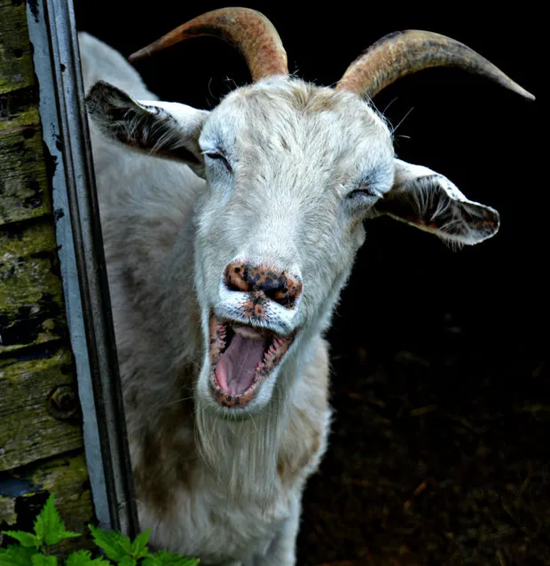 Liz Hammond caught her goat on a happy day in “Smile! You Are On Camera” in Warwickshire, England. (Photo by Liz Hammond/Barcroft Images/Comedy Pet Photography Awards)