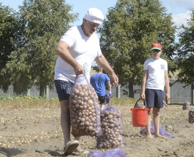 Belarus' President Alexander Lukashenko and his son Nikolai harvest potatoes in a field at the Drozdy presidential residence outside Minsk, Belarus, August 16, 2015. (Photo by Andrei Stasevich/Reuters/BelTA)