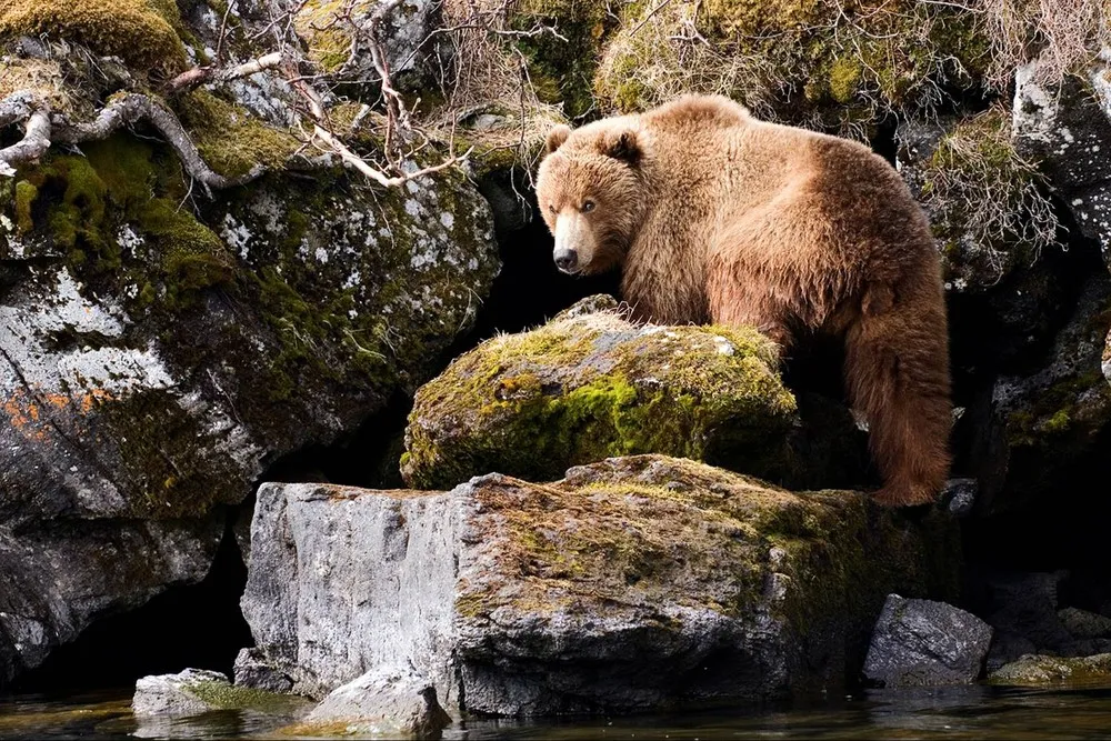 Bear by Sergey Gorshkov