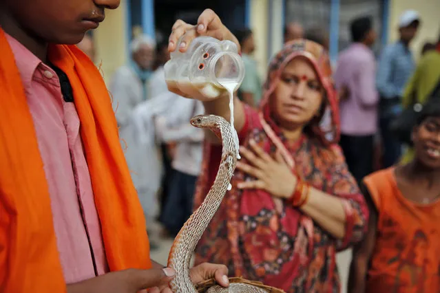 A Hindu devotee pours milk on a snake as an offering during the annual Hindu Nag Panchami festival, dedicated to the worship of snakes, in Allahabad, India, Friday, August 1, 2014. (Photo by Rajesh Kumar Singh/AP Photo)