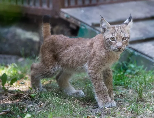 A small eurasian lynx (Lynx Lynx), the youngest offspring of the Lodz Zoo, born in May 2015, is seen in his enclosure in Lodz Zoo in Lodz, Poland, August 21, 2015. It was his first public appearance since his birth. (Photo by Grzegorz Michalowski/EPA)