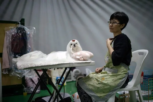 In a photo taken on August 30, 2014 a dog owner sits with her pet backstage prior to a competition at a dog show in Seoul. (Photo by Ed Jones/AFP Photo)