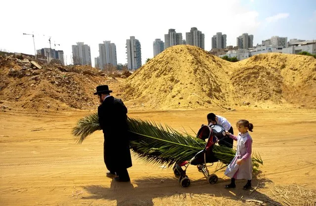 An ultra-Orthodox Jewish man and his children push a baby stroller with palm fronds to be used to build a Sukka in Bnei Brak, Israel, on September 28, 2012. According to the Bible, during the Sukkot holiday, known as the Feast of the Tabernacles, Jews are commanded to bind together a palm frond, or “lulav”, with two other branches, along with an “etrog”, they make up the “four species” used in holiday rituals. The week long holiday began on Sunday. (Photo by Ariel Schalit/Associated Press)