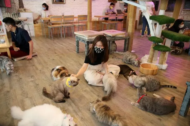 Customers play with cats to find comfort at the Caturday Cat cafe after the government started opening some restaurants outside shopping malls, parks and barbershops, during the coronavirus disease (COVID-19) outbreak in Bangkok, Thailand on May 7, 2020. (Photo by Juarawee Kittisilpa/Reuters)