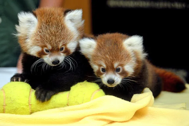 A pair of male red panda cubs are introduced during a press conference at the Rosamond Gifford Zoo in Syracuse, N.Y., Thursday, September 10, 2015. Director Ted Fox says the cubs, born at the end of June, are evidence of the success of the zoo's red panda breeding program and will help ensure the survival of the endangered species. (Photo by Kevin Rivoli/The Syracuse Newspapers via AP Photo)