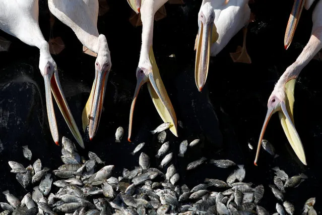 Migrating Great White pelicans are fed as part of an Israeli Agriculture Ministry funded project aiming to prevent the pelicans from feeding from commercial fish breeding pools, at a water reservoir in Mishmar Hasharon, central Israel October 24, 2017. (Photo by Ronen Zvulun/Reuters)