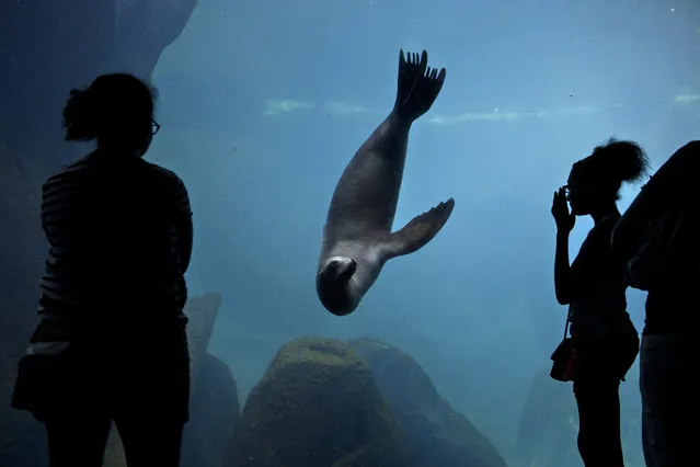 People watch a seal swim at the Smithsonian National Zoo on August 11, 2016 in Washington, DC. (Photo by Brendan Smialowski/AFP Photo)