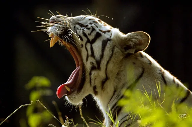A white tiger yawns in an enclosure in New Delhi zoo December 15, 2005. (Photo by Reuters/Stringer)