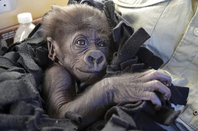 In this September 22, 2014 photo provided by the Cincinnati Zoo, Kamina, a baby Western Lowland gorilla, arrives in Cincinnati by private plane. The zoo has adopted Kamina, born August 16, 2014, from the Oklahoma City Zoo, after her mother shunned her and the Oklahoma zoo did not have an adult female able to adopt and raise her. (Photo by Michelle Curley/AP Photo/Cincinnati Zoo)